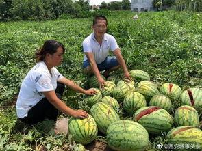临沧网红吃瓜事件真相视频
