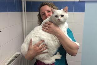 胖猫事件吃瓜入口,网络热议背后的真相与反思