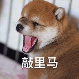 狗头侦探社吃瓜事件
