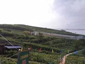 上杭县的吃瓜群众事件,网络舆论下的社会现象解析