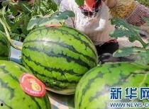 来凤吃瓜大事件最新消息,揭秘幕后真相，热点追踪持续更新