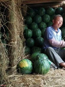 来凤吃瓜大事件最新消息,揭秘幕后真相，热点追踪持续更新