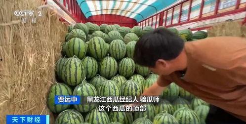 徐州泉山区吃瓜事件,一场网络热议背后的真相与反思